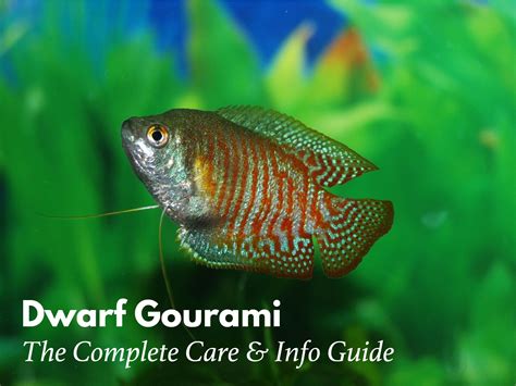 Dwarf Gourami: The Ultimate Care, Diet, Setup, & Breeding Guide