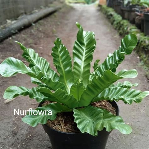 Jual Tanaman Hias Kadaka Lasagna Kadaka Ulir Asplenium Sp Shopee