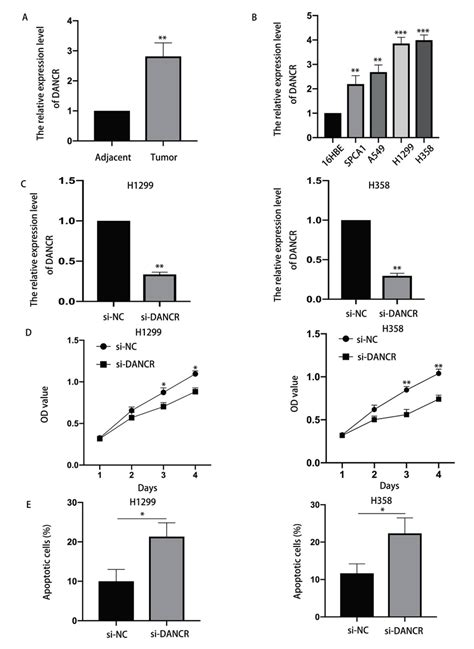 Lncrna Dancr Was Upregulated In Nsclc Tissues And Cell Lines And The