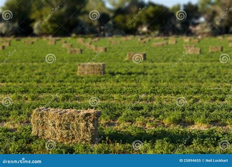 Alfalfa Hay Bales In Field Royalty Free Stock Photo Image 25894655