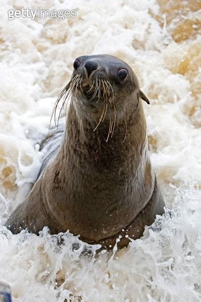 South African Fur Seal Arctocephalus Pusillus Female Playing In Waves