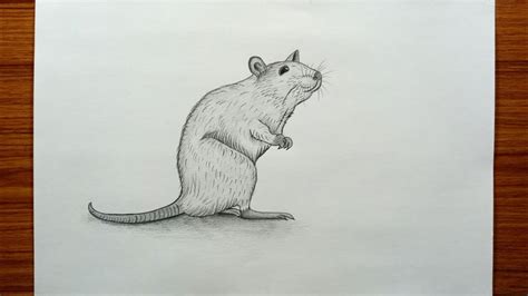 How To Draw Rat Easy Step By Step Rat Pencil Sketch Rat Drawing