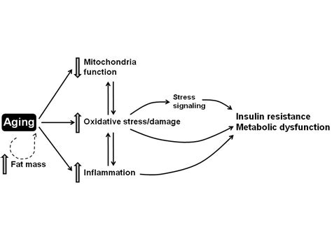 Oxidative Stress In The Etiology Of Age Associated Decline In Glucose