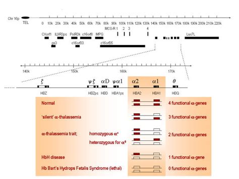 The Structure Of The Globin Gene Cluster On Chromosome The