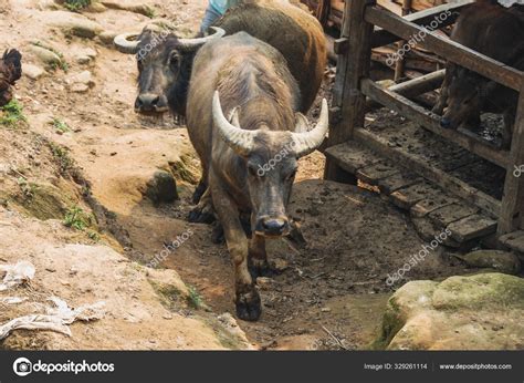 Portrait Cattle Horns — Stock Photo © ilonabradacova@email.cz #329261114