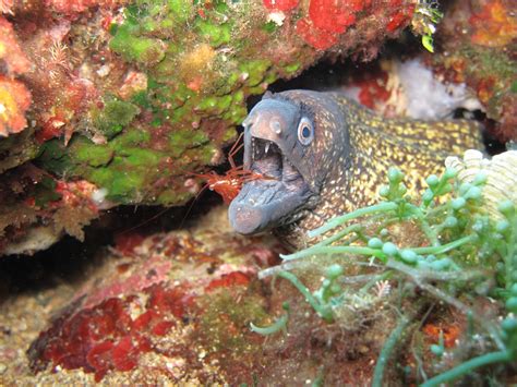 Free Eel Moray Eel Photos Pixabay