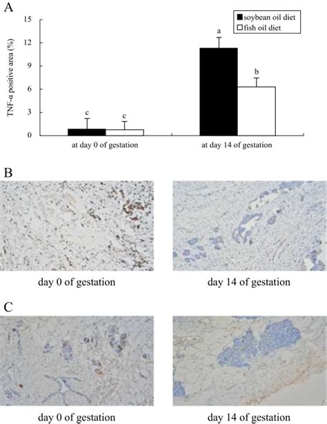 Immunohistochemical Localization Of Tnf α In Udder Of Rats Fed