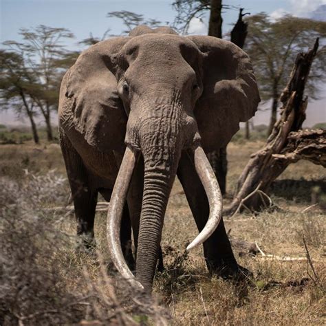 Charging Elephant Attacks Safari Vehicle Killing Us Tourist In Zambia