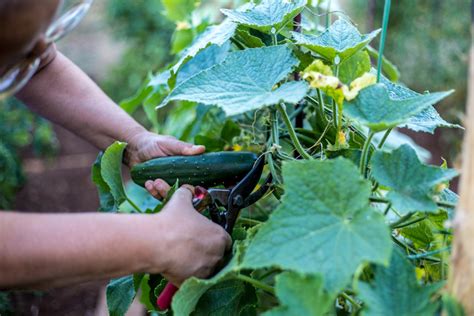 How To Grow Cucumbers From Seed In A Greenhouse How To Grow Cucumbers