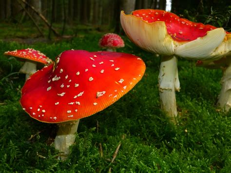 Close Up Fly Agaric Moss Mushrooms Toadstools 4k Wallpaper