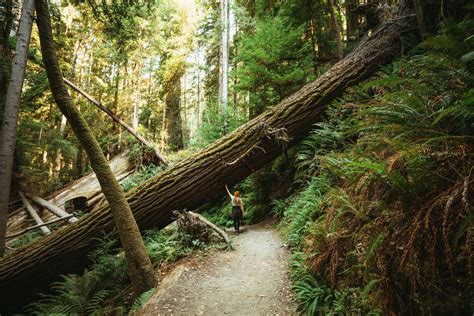 10 Awe-Inspiring Things To Do In Redwood National Park - The Mandagies