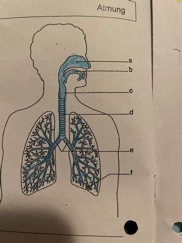 Atmung Herz Flashcards Quizlet
