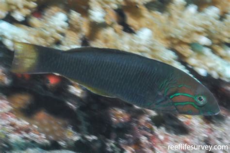 Thalassoma Hebraicum Goldbar Wrasse