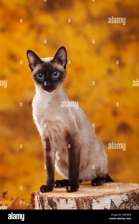 Seal Point Siamese Cats