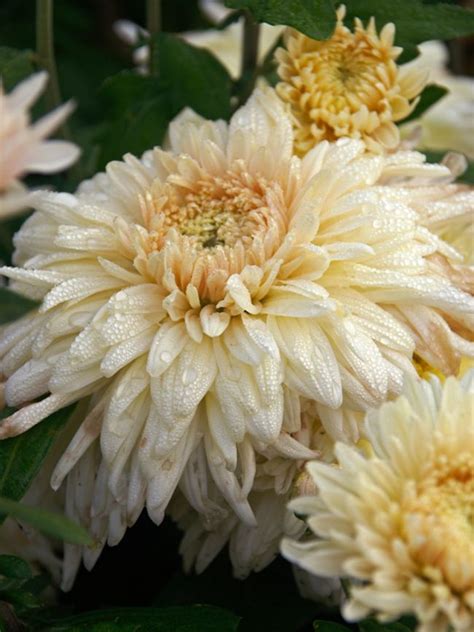 Mum French Vanilla Bluestone Perennials Mums Flowers