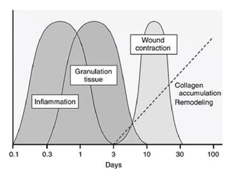 Week 1 Vomiting Regurgitation Dysphagia Flashcards Quizlet