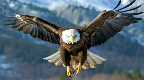 Page 2 | Spread Eagle Stock Photos, Images and Backgrounds for Free ...