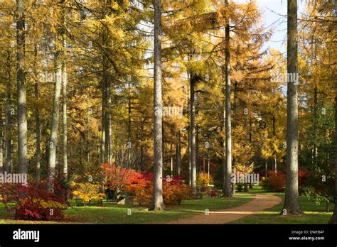 The Maple Loop And Larch Trees In Autumn Westonbirt Arboretum