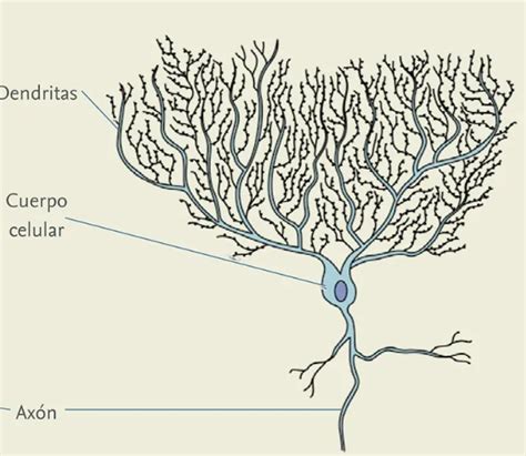 Print Froggy Jumps Estructura De Las Neuronas Biolog A