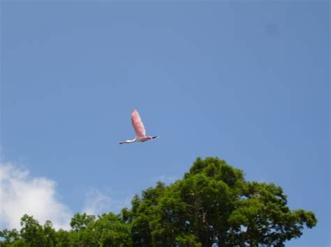 Roseate Spoonbill Circle B Bar Reserve Lakeland FL