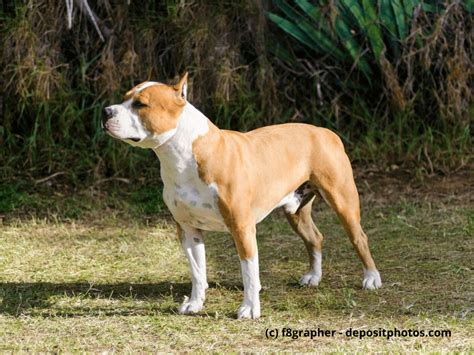 American Staffordshire Terrier Steckbrief Fci Klasse Haustiermagazin