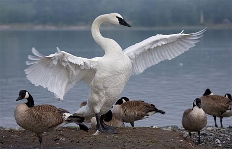 Trumpeter Swan Pictures Images And Stock Photos Istock