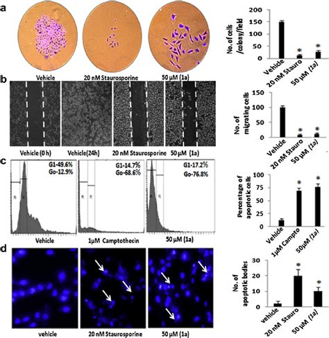 Assessment Of Cytotoxicity And Cell Motility Of A At A Concentration