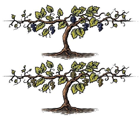 Grapevine Woodcut Illustration By Steven Noble Vine Drawing Woodcut