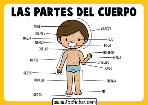 Partes Del Cuerpo Rompecabezas En L Nea