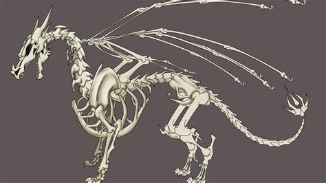 Dragon Anatomy – Skeleton – Dragon University