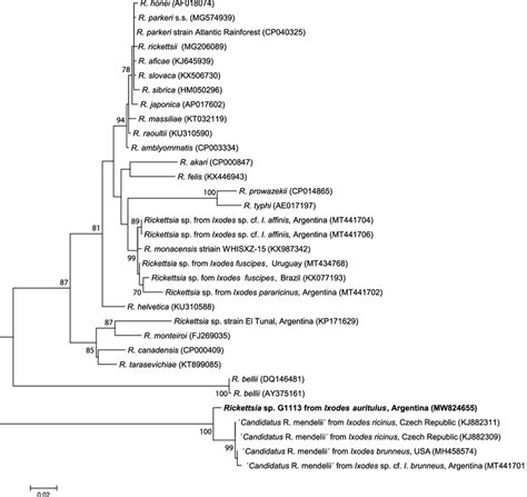 Phylogenetic Tree Generated By The Maximum Likelihood Method Gtrg