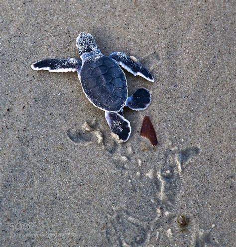 36 Best Cutest Baby Turtles Youll Ever See 500px