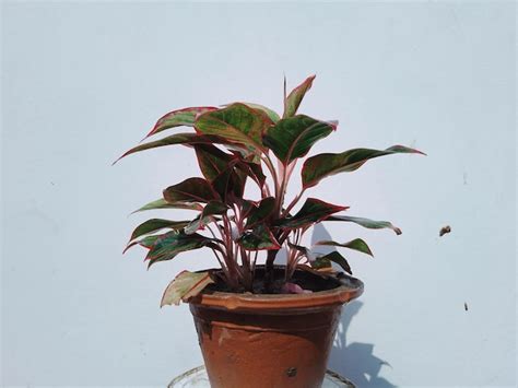 Planta De Interior Aglaonema Modestum Con Hojas Rosas En Una Olla