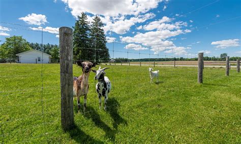 How To Build Goat Fence Storables