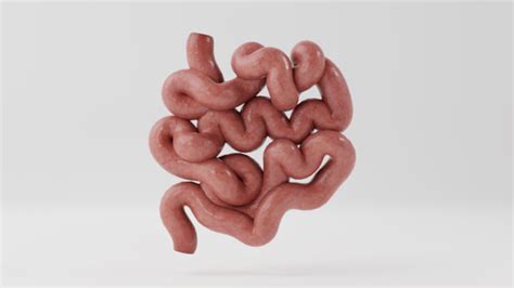 3D Model Human Body Human Small Intestine Teacher Made