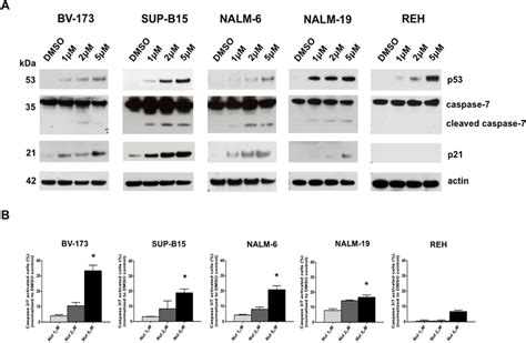 Activation Of P53 Downstream Pathway By Mdm2 Inhibition In All Cells Download Scientific