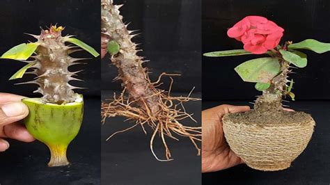 Grow Crown Of Thornseuphorbia Milii From Cuttings Fast N Easy Youtube