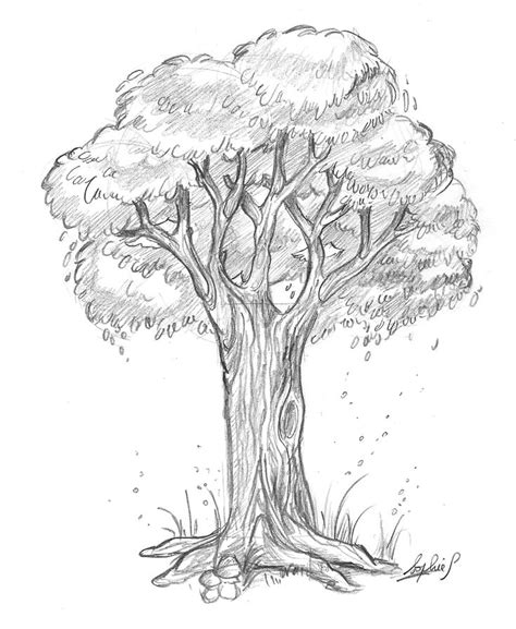 A Pencil Drawing Of A Tree In The Grass