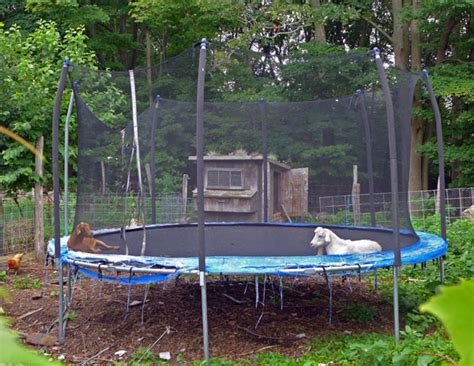 Trampoline-loving Goats Spark Curiosity, Interest - The Bedford Citizen