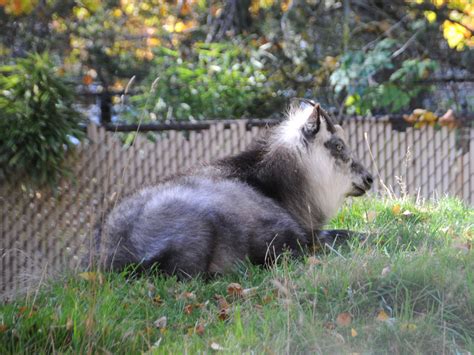 The Online Zoo - Japanese Serow