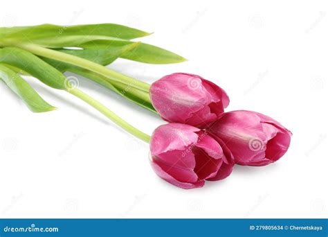 Beautiful Pink Tulip Flowers Isolated On White Stock Photo Image Of