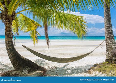 Empty Hammock Between Palm Trees On Tropical Beach Stock Image Image