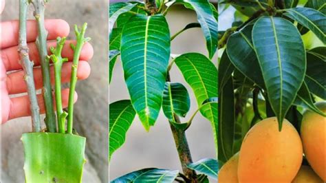 How To Propagate Mango Tree From Cutting How To Grow Mango From