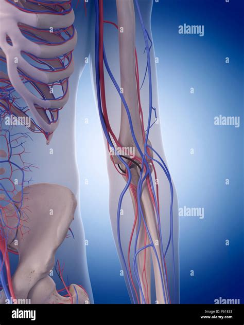 Arm Artery Hi Res Stock Photography And Images Alamy