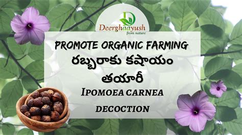 రబబరక బశర కషయ తయరవధన IPOMEA CARNEA DECOCTION