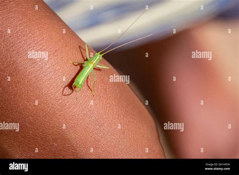 Var N Soltero Meconema Thalassinum Conocido Como El Roble Bush Cricket