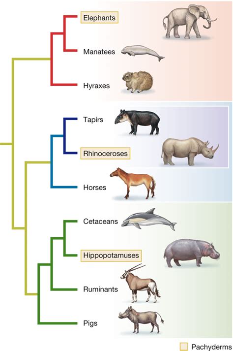 Simple Phylogenetic Tree Of Animals