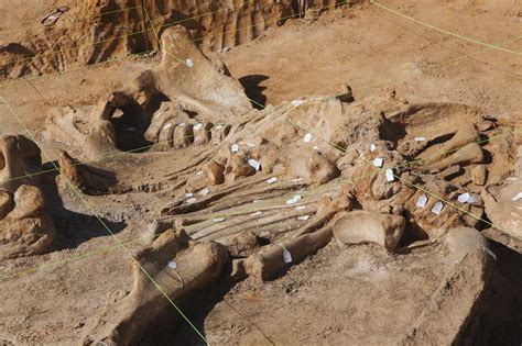 Pristine 40000 Year Old Mammoth Skeleton Uncovered In North Texas