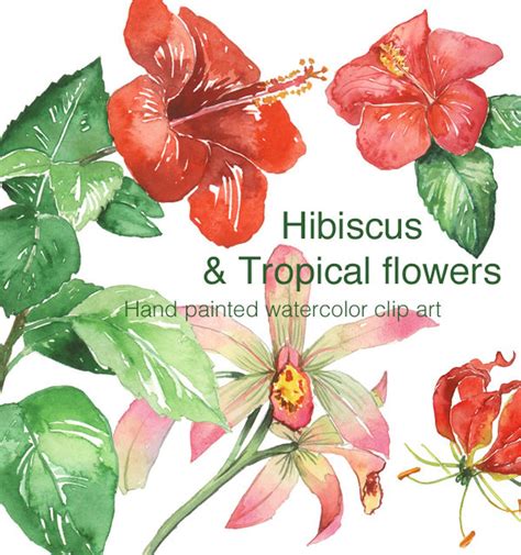 Hibiskus Und Tropische Blumen Clip Art Aquarell Clipart Druckbare