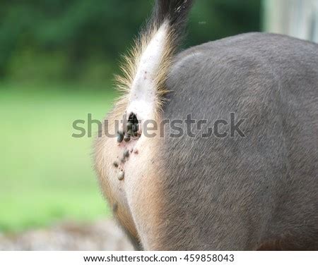 Deer Grass Poop Stock Images, Royalty-Free Images & Vectors | Shutterstock